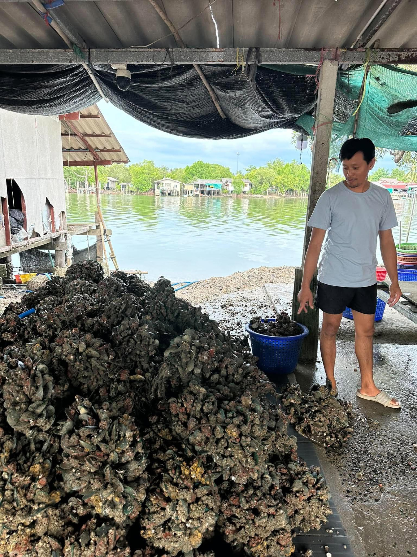 หอยนางรมที่เพิ่งขึ้นจากฟาร์ม วางบนลานท่าเรือ