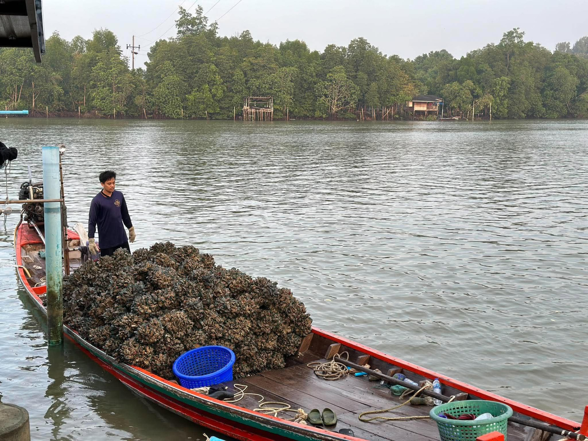 เรือเก็บหอยนางรมกลางแม่น้ำ ล้อมรอบด้วยป่าชายเลน กาญจนดิษฐ์