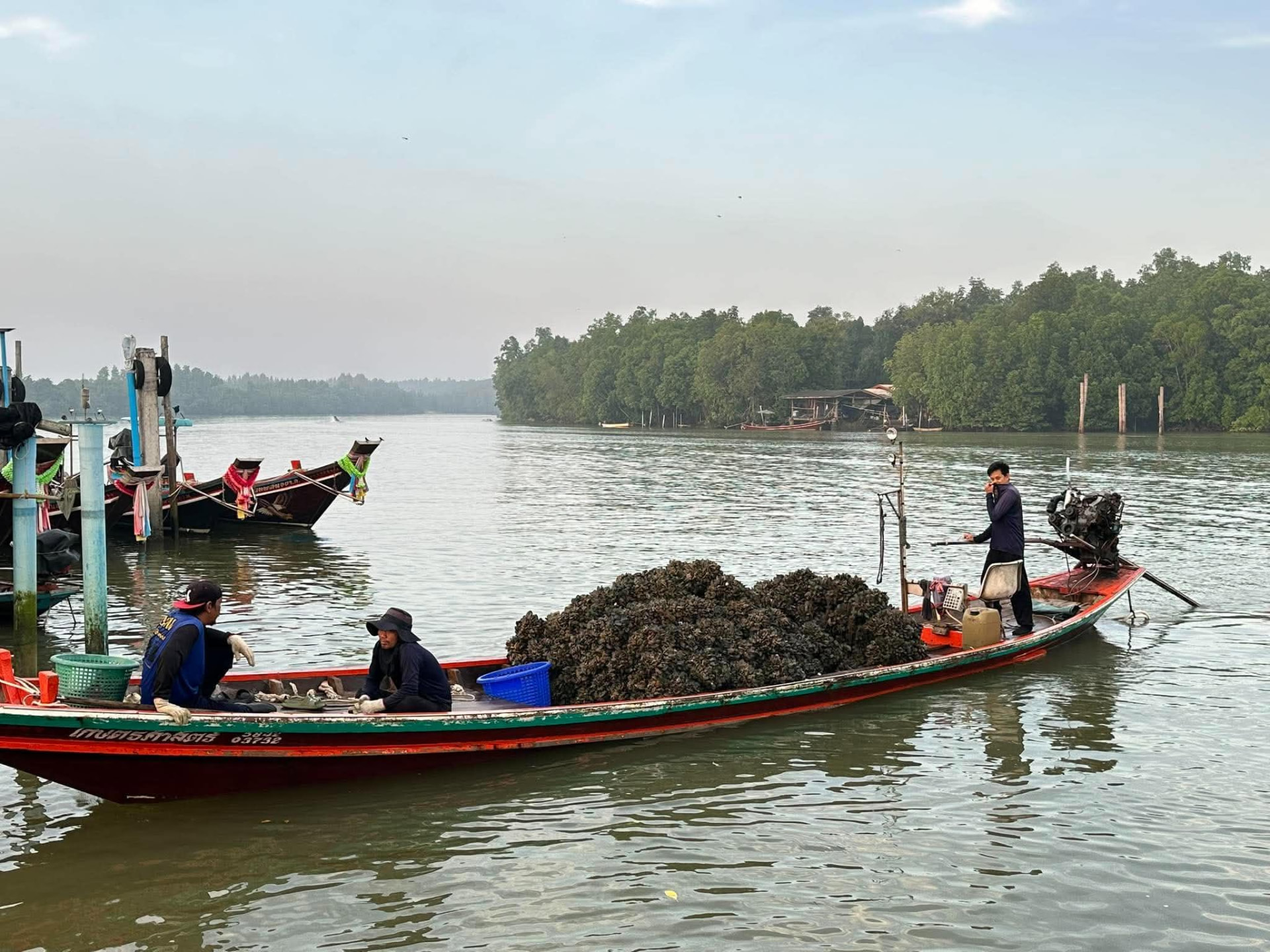 เรือขนหอยนางรมกลางลำน้ำ ฟาร์ม SURAT SEA FARM กาญจนดิษฐ์ สุราษฎร์ธานี