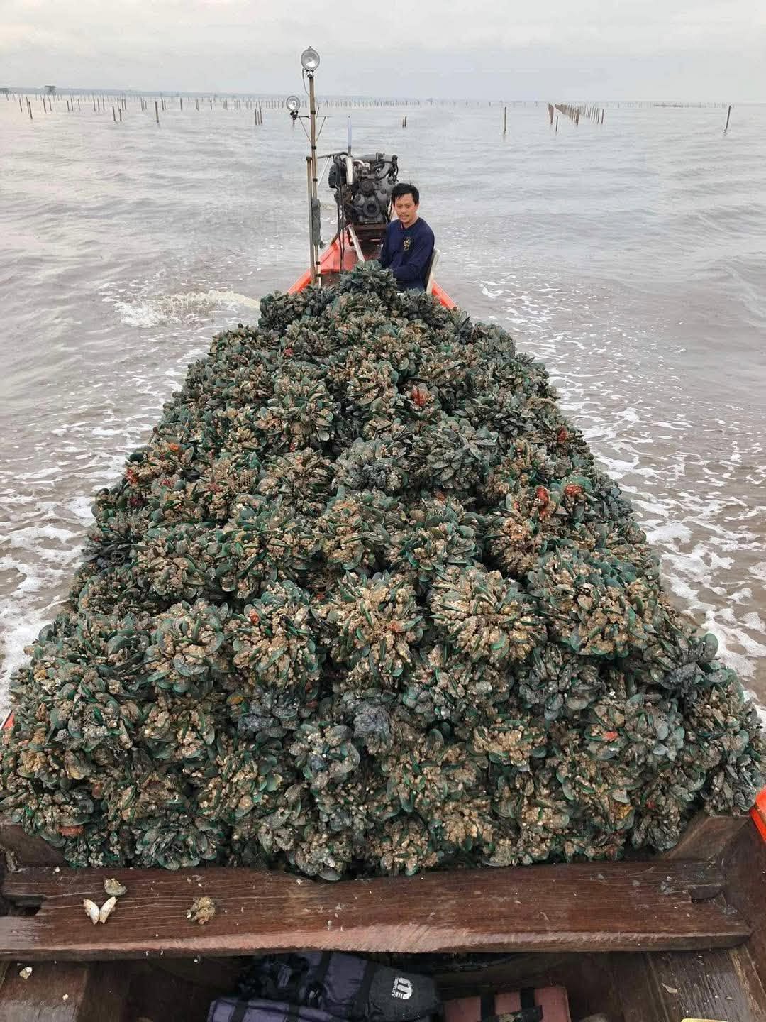 หอยนางรมสดเต็มลำเรือจากฟาร์ม SURAT SEA FARM